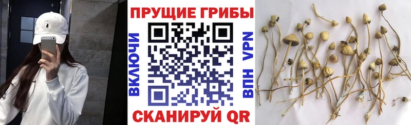 Купить закладки  Тверь  Псилоцибиновые грибы мицелий 